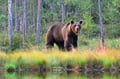 Guaranteed Bear watching & Photographing Experience