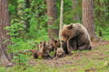 Guaranteed Bear watching & Photographing Experience