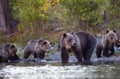 Guaranteed Bear watching & Photographing Experience
