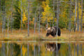 Guaranteed Bear watching & Photographing Experience