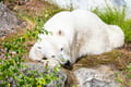 Rovaniemi: Ranua Wildlife Park Day Trip – Self-Guided Arctic Adventure