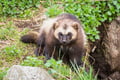 Rovaniemi: Ranua Wildlife Park Day Trip – Self-Guided Arctic Adventure
