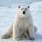 Rovaniemi: Ranua Wildlife Park Day Trip – Self-Guided Arctic Adventure