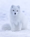 Rovaniemi: Ranua Wildlife Park Day Trip – Self-Guided Arctic Adventure