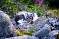 Rovaniemi: Ranua Wildlife Park Day Trip – Self-Guided Arctic Adventure