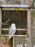 Rovaniemi: Ranua Wildlife Park Day Trip – Self-Guided Arctic Adventure