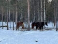 Levi Experience: Local Life in a Day