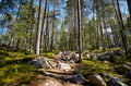 Peaceful Taiga forest in Lapland