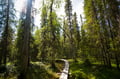 Peaceful Taiga forest in Lapland