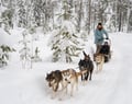 Private Husky Adventure with Self-Driven 6-10km Safari