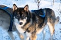 Private Husky Adventure with Self-Driven 6-10km Safari
