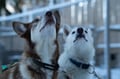 Private Husky Adventure with Self-Driven 6-10km Safari