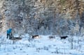 Private Husky Adventure with Self-Driven 6-10km Safari