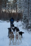 Private Husky Adventure with Self-Driven 6-10km Safari