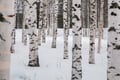 Snowshoeing in the Arctic Wilderness - Rovaniemi
