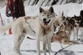 Rovaniemi Must-Do: Santa Village, Husky & Reindeer Farm Experience