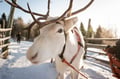 Local Reindeer farm visit with 2 km sleigh ride