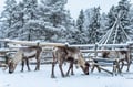 Local Reindeer farm visit with 2 km sleigh ride