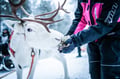 Local Reindeer farm visit with 2 km sleigh ride