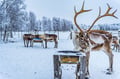 Local Reindeer farm visit with 2 km sleigh ride