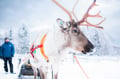 Local Reindeer farm visit with 2 km sleigh ride