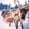 Local Reindeer farm visit with 2 km sleigh ride