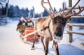 Local Reindeer farm visit with 2 km sleigh ride
