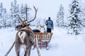 Local Reindeer farm visit with 2 km sleigh ride