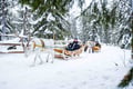 Local Reindeer farm visit with 2 km sleigh ride
