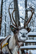 Local Reindeer farm visit with 2 km sleigh ride