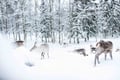 Local Reindeer farm visit with 2 km sleigh ride