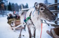 Local Reindeer farm visit with 2 km sleigh ride