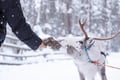 Local Reindeer farm visit with 2 km sleigh ride