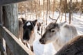 Local Reindeer farm visit with 2 km sleigh ride