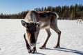 Local Reindeer farm visit with 2 km sleigh ride