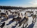 Local Reindeer farm visit with 2 km sleigh ride