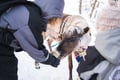 Local Reindeer farm visit with 2 km sleigh ride