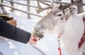 Local Reindeer farm visit with 2 km sleigh ride