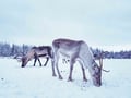 Local Reindeer farm visit with 2 km sleigh ride