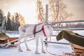 Local Reindeer farm visit with 2 km sleigh ride