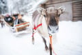 Local Reindeer farm visit with 2 km sleigh ride