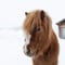 Pony ride