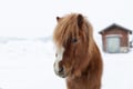 Pony ride
