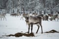 Northern Lights & Reindeer Experience
