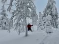 Private tour: Snowshoeing adventure in the Pallas-Ylläs national park