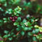 Rovaniemi: Insider Summer Berry and Mushroom picking experience