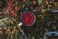 Rovaniemi: Insider Summer Berry and Mushroom picking experience
