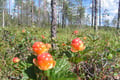 Rovaniemi: Insider Summer Berry and Mushroom picking experience