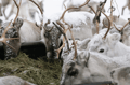 Reindeer herd and Winter Fishing Experience