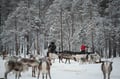 Reindeer herd and Winter Fishing Experience